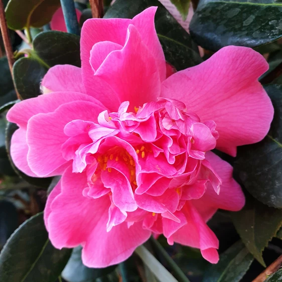 Camellia x williamsii 'Senorita' 3L