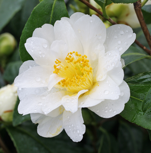 Camellia japonica 'Silver Anniversary' 1.5L