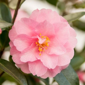 Camellia hybrid 'Spring Festival' 2L - image 1
