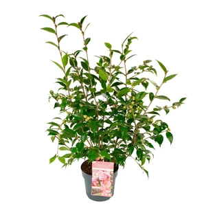 Camellia hybrid 'Spring Festival' 2L - image 3