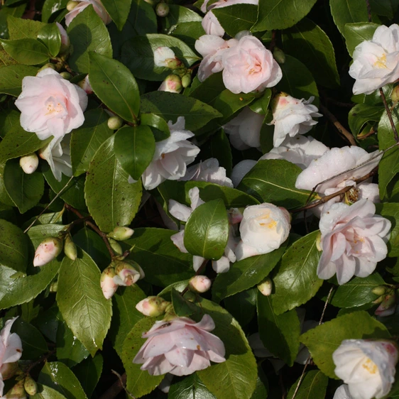 Picture Credit - Jim's Camellias