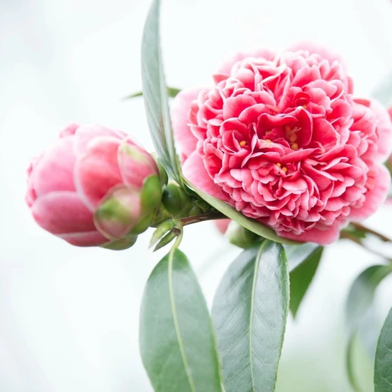 Camellia japonica 'Volunteer' 10L - image 5