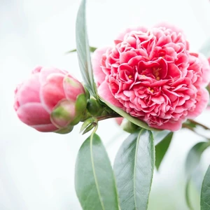 Camellia japonica 'Volunteer' 10L - image 5