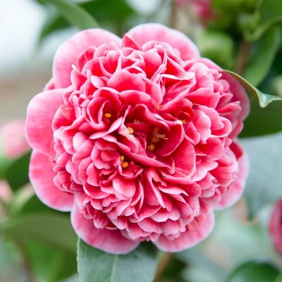 Camellia japonica 'Volunteer' 10L - image 1