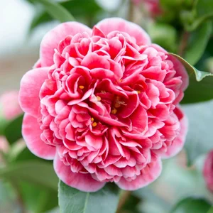Camellia japonica 'Volunteer' 10L - image 1