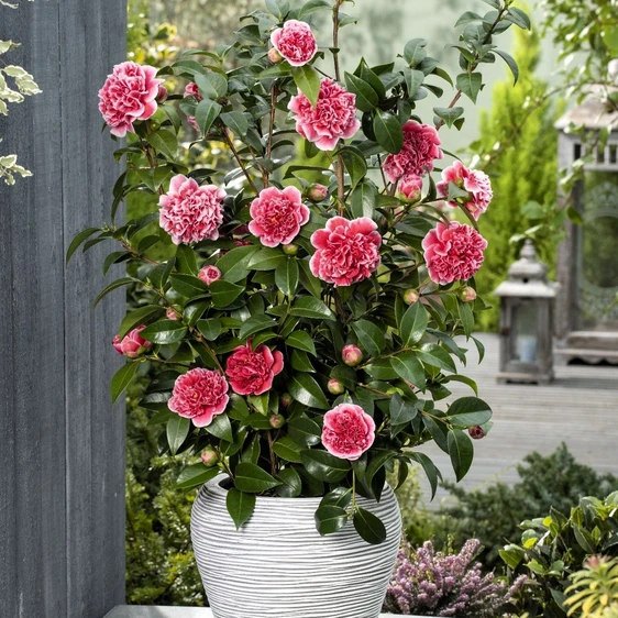 Camellia japonica 'Volunteer' 10L - image 6