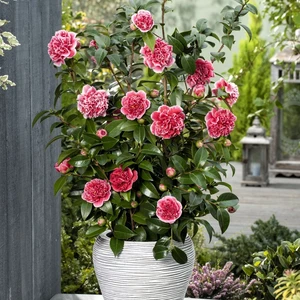 Camellia japonica 'Volunteer' 10L - image 6