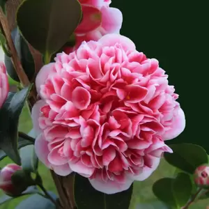 Camellia japonica 'Volunteer' 10L - image 2