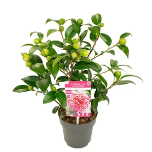Camellia japonica 'Volunteer' 3L - image 7