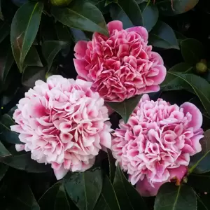 Camellia japonica 'Volunteer' 10L - image 3