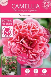 Camellia japonica 'Volunteer' 10L - image 9