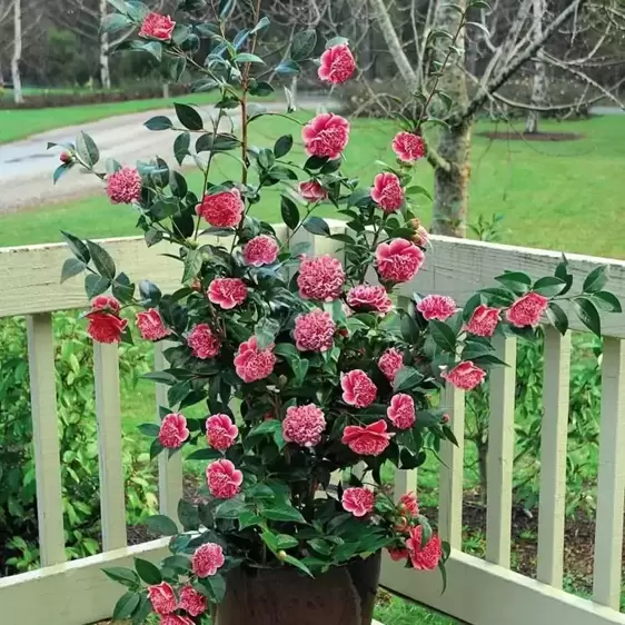 Camellia japonica 'Volunteer' 10L - image 4
