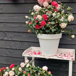 Camellia japonica 'Winter Festival' - image 2