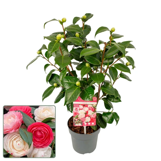 Camellia japonica 'Winter Festival' - image 3