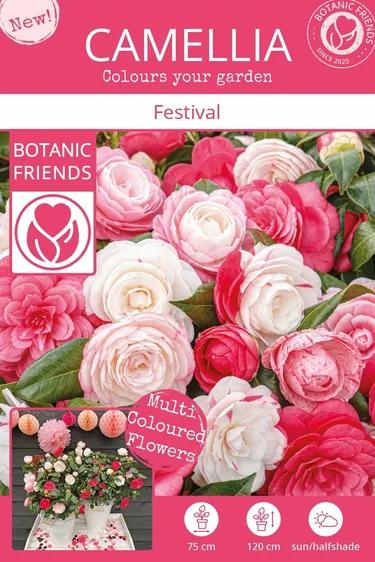 Camellia japonica 'Winter Festival' - image 4