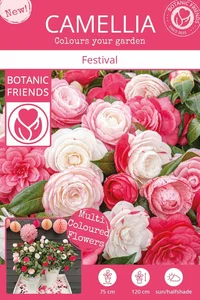 Camellia japonica 'Winter Festival' - image 4