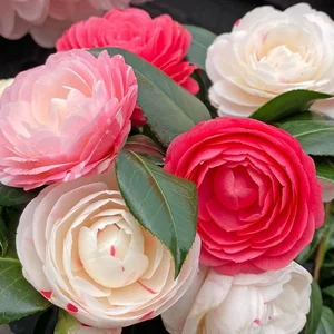 Camellia japonica 'Winter Festival' - image 1