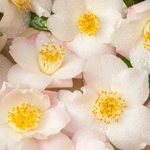 Camellia japonica 'Winter Perfume Pearl' 3L