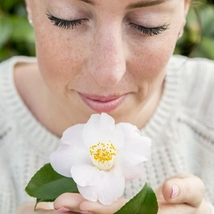 Camellia japonica 'Winter Perfume Pearl' 3L - image 3