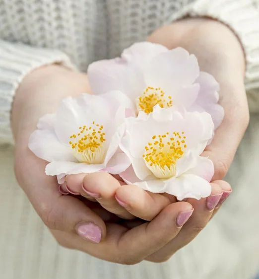 Camellia japonica 'Winter Perfume Pearl' 3L - image 2