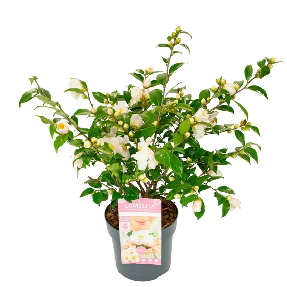 Camellia japonica 'Winter Perfume Pearl' 3L - image 4