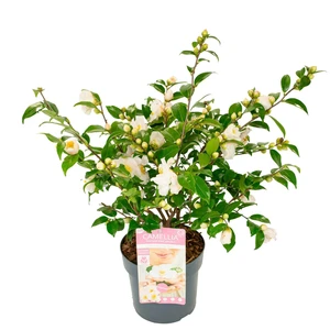 Camellia japonica 'Winter Perfume Pearl' 3L - image 4