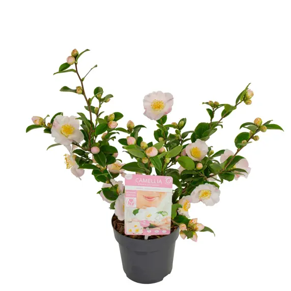 Camellia japonica 'Winter Perfume Pearl' 1.5L - image 4