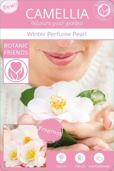 Camellia japonica 'Winter Perfume Pearl' 3L - image 5