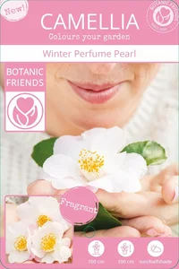 Camellia japonica 'Winter Perfume Pearl' 1.5L - image 5