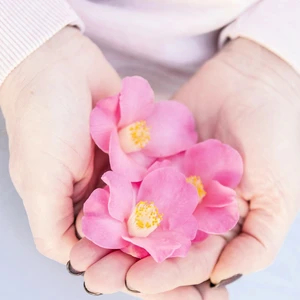 Camellia japonica 'Winter Perfume Pink' 3L - image 2