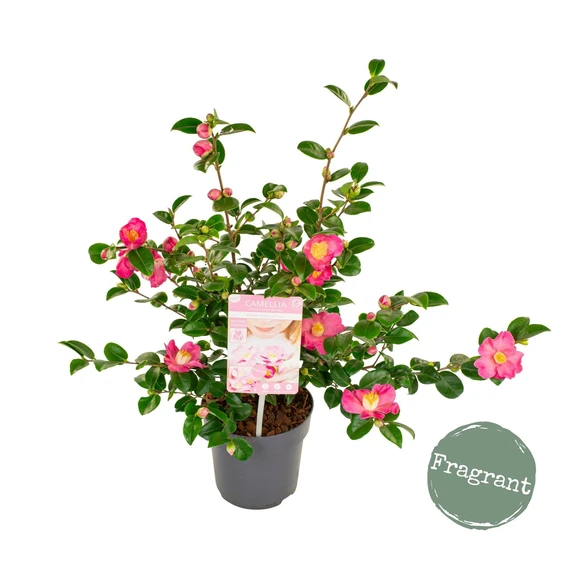 Camellia japonica 'Winter Perfume Pink' 3L - image 4