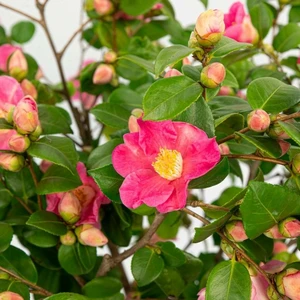 Camellia japonica 'Winter Perfume Pink' 3L - image 1