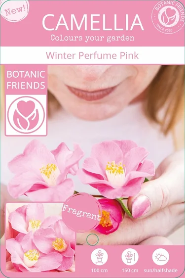 Camellia japonica 'Winter Perfume Pink' 3L - image 5