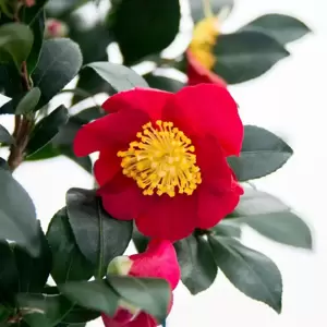 Camellia x vernalis 'Yuletide' 1.5L - image 1