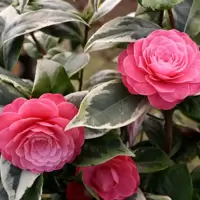 Camellias