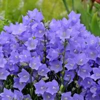 Campanula