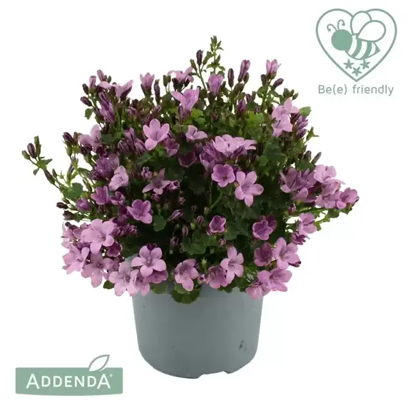 Campanula Addenda Ambella 'Intense Pink' 12cm - image 2