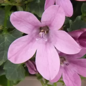 Campanula Addenda Ambella 'Intense Pink' - image 2