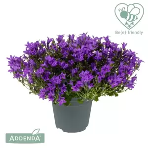 Campanula Addenda Ambella 'Intense Purple' - image 1