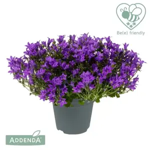 Campanula Addenda Ambella 'Intense Purple' 10.5cm - image 2