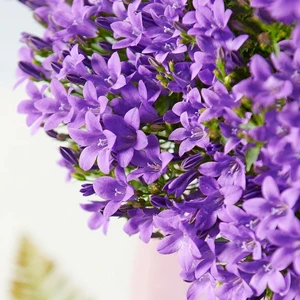 Campanula Addenda Ambella 'Intense Purple' 12cm - image 1