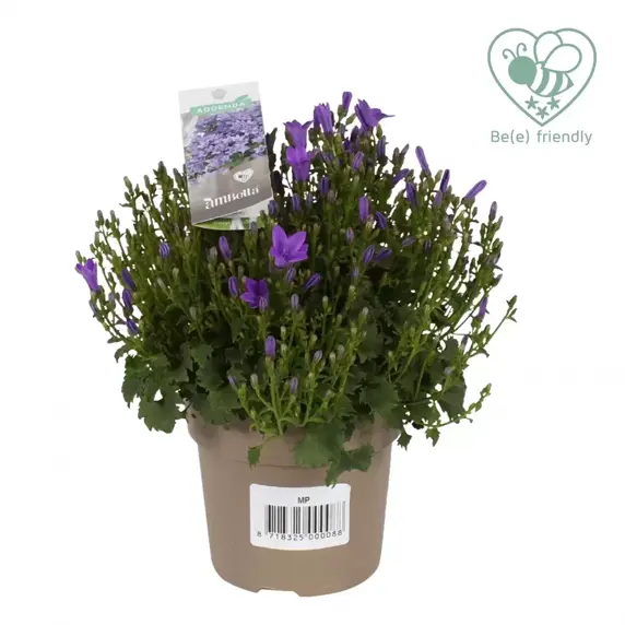 Campanula Addenda Ambella 'Intense Purple' 10.5cm - image 3