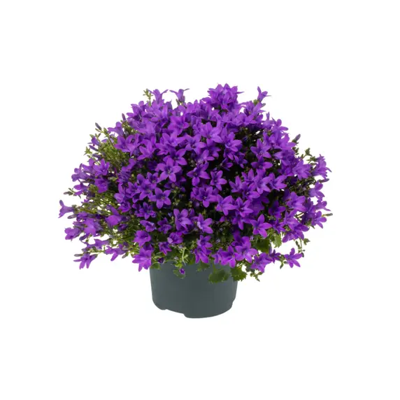 Campanula Addenda Ambella 'Intense Purple' 12cm - image 2
