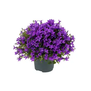 Campanula Addenda Ambella 'Intense Purple' 12cm - image 2