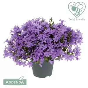 Campanula Addenda Ambella 'Lavender' - image 1