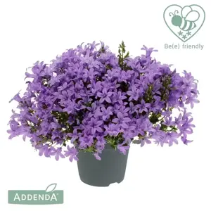Campanula Addenda Ambella 'Lavender' 12cm - image 3