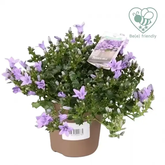 Campanula Addenda Ambella 'Lavender' 12cm - image 2