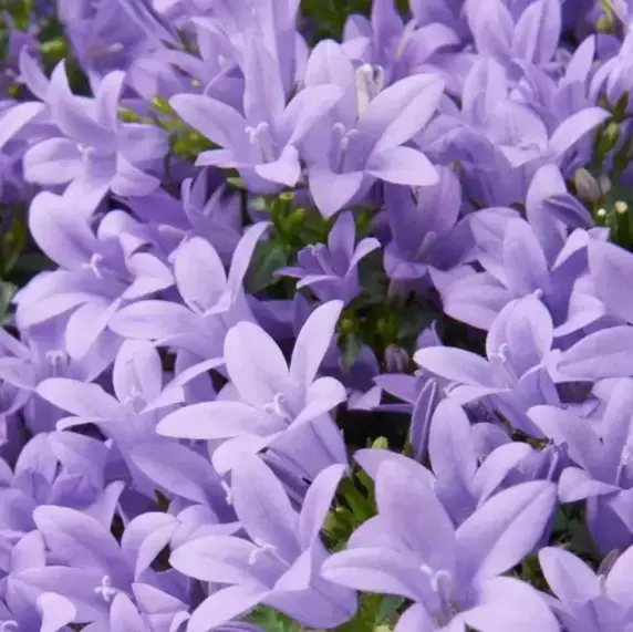 Campanula Addenda Ambella 'Lavender' 12cm - image 1