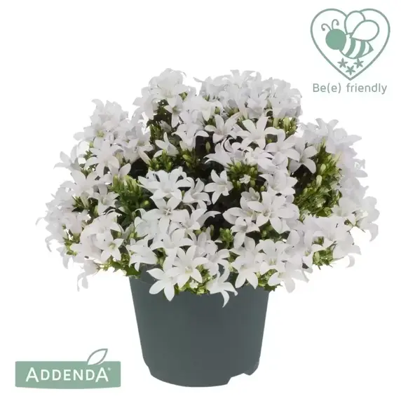Campanula Addenda Ambella 'White' 10.5cm - image 2