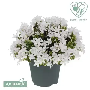 Campanula Addenda Ambella 'White' 10.5cm - image 2